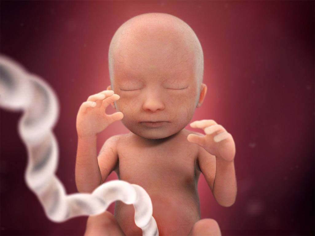 pregnancy-week-18-ears_4x3