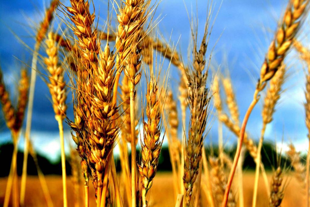 Schilowitz.Sefira.Wheat_