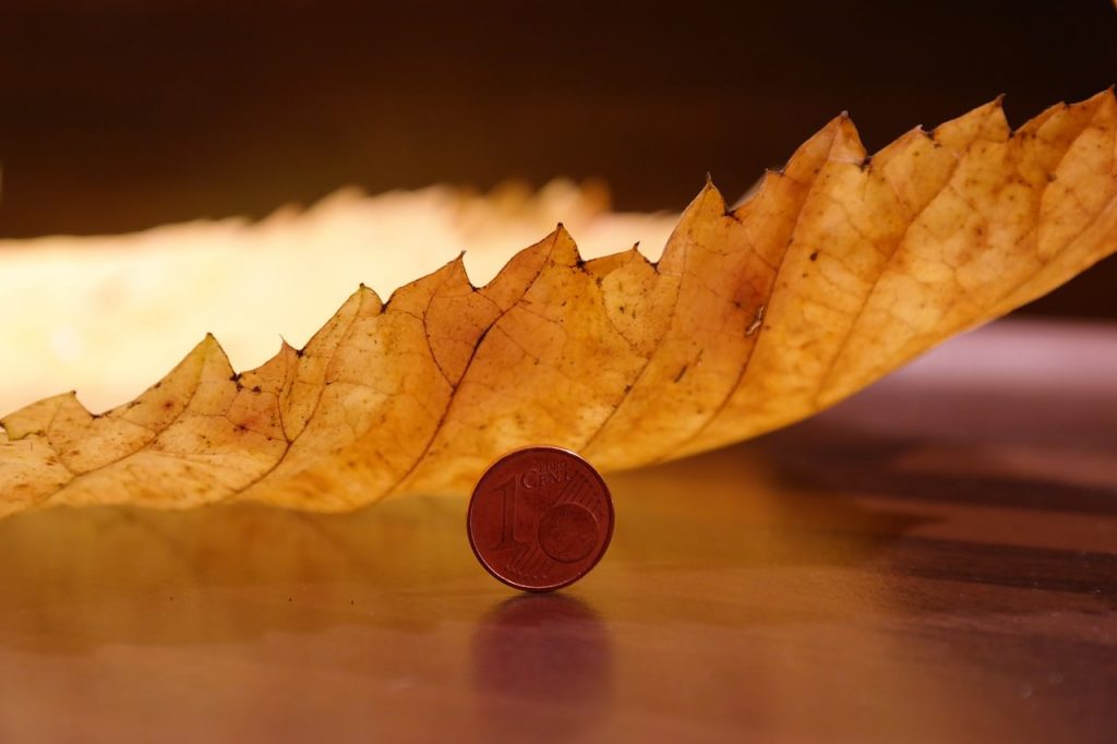 elm-leaf-231857_1280