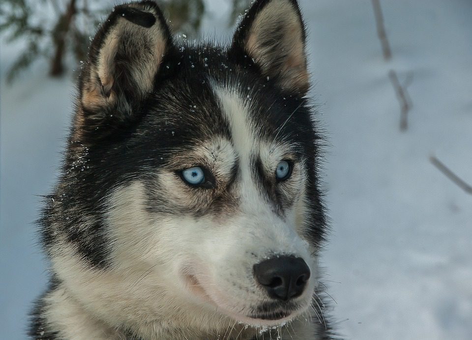 собака