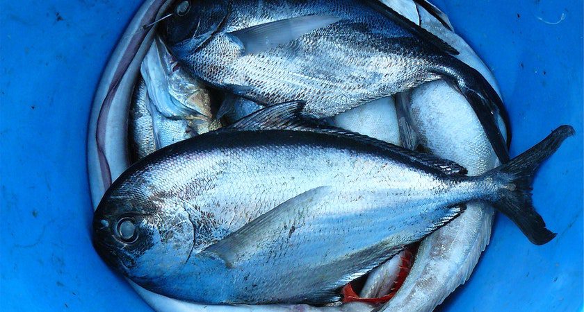 Два мудреца и одна корзина с рыбой