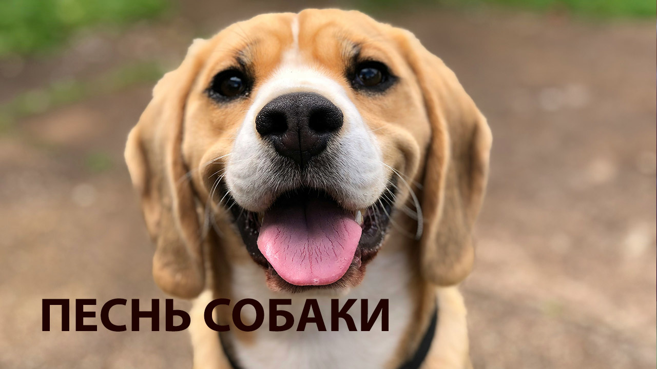 Песнь собаки