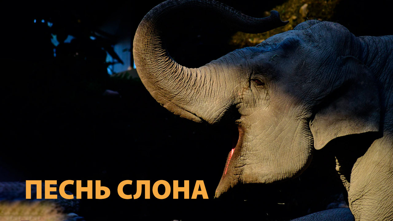 Песнь слона