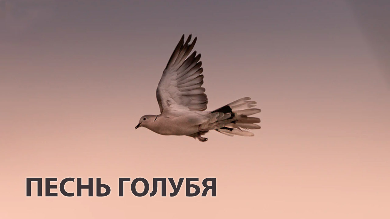 Песнь голубя