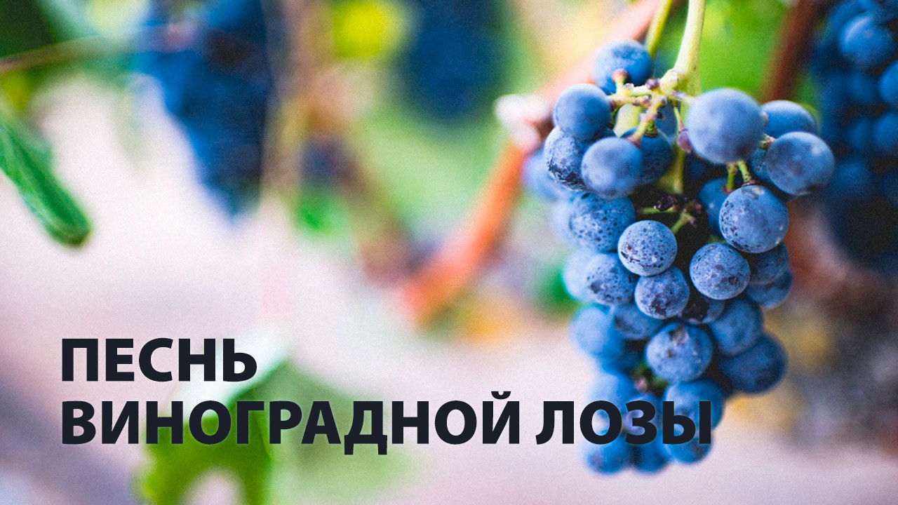Песнь виноградной лозы