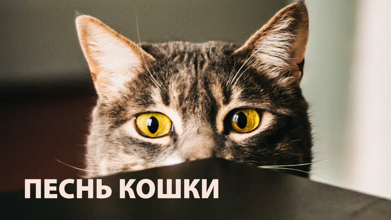 Песнь кошки