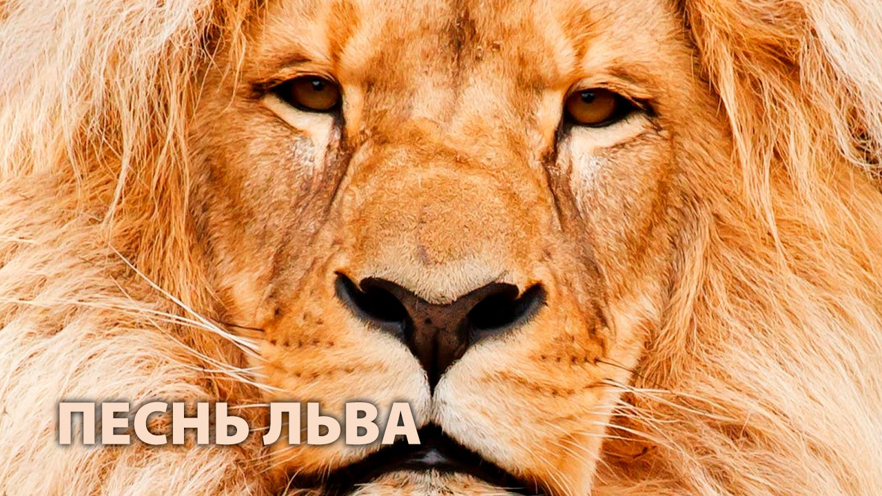 Песнь льва