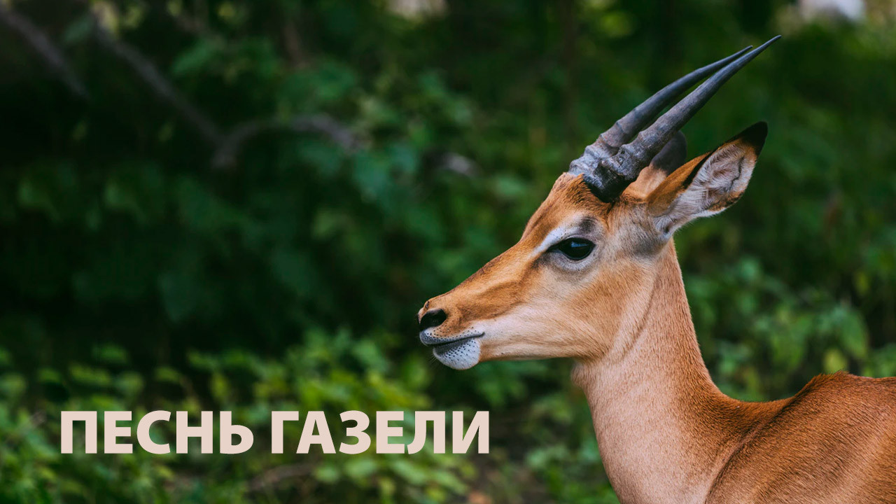 Песнь газели