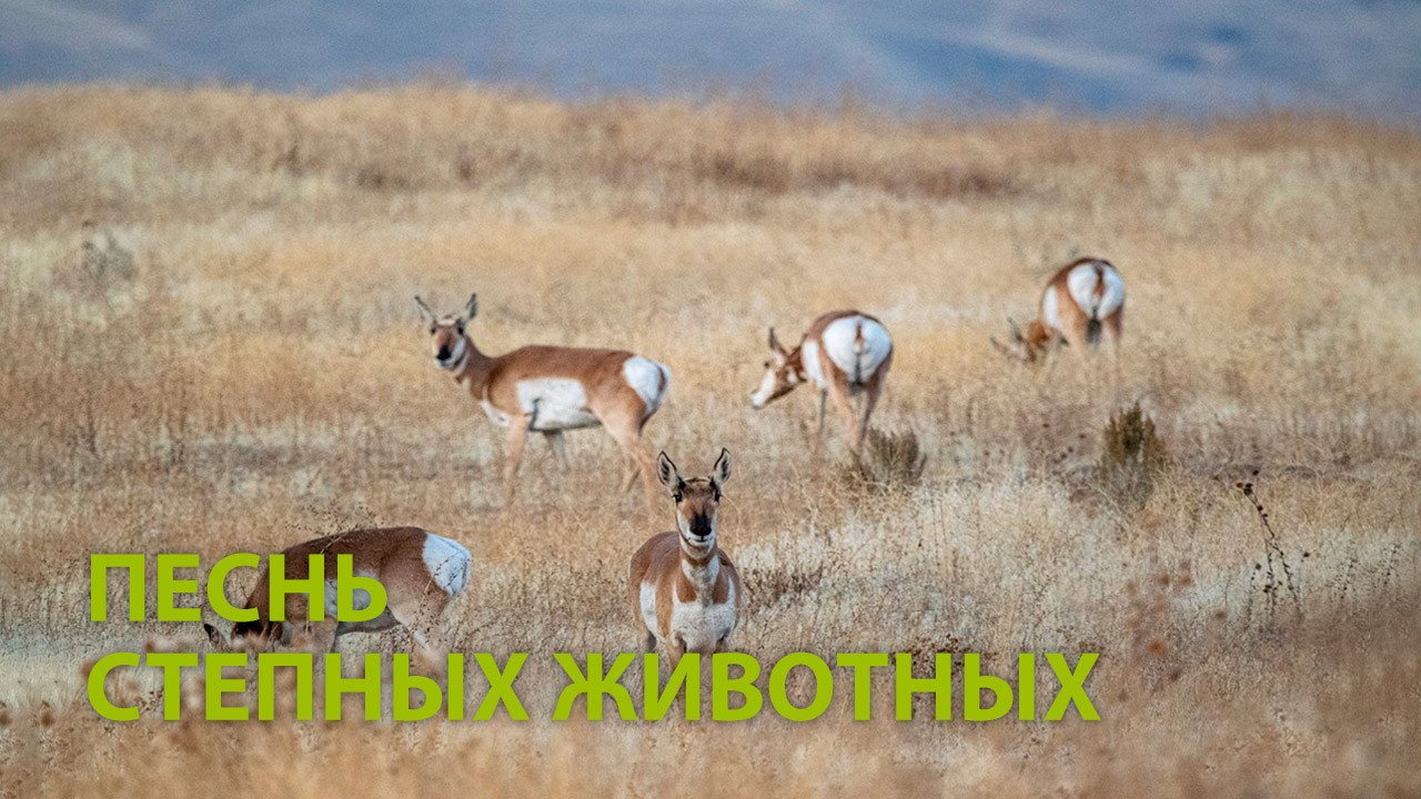 Песнь степных животных
