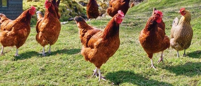 Мишпатим — Суд рава Ицхака Ихье а-Леви