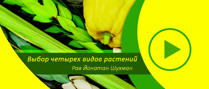 Выбор четырех видов растений на Суккот – Лулав