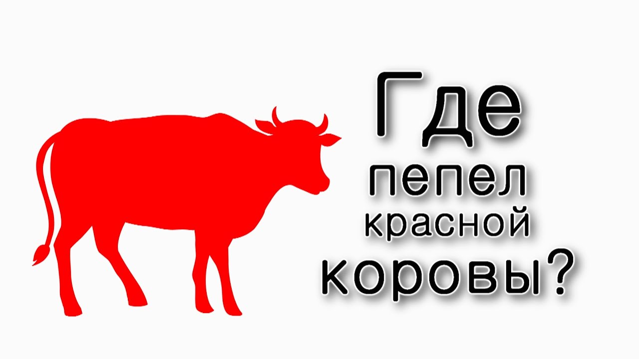 Хукат. У кого был пепел красной коровы?