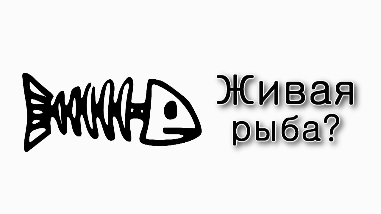 Ханука – Чем живая рыба отличается от мертвой?