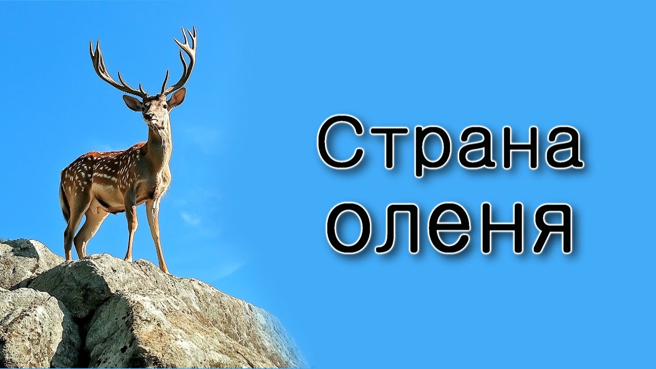 Ваешев. Почему Израиль – страна оленя?