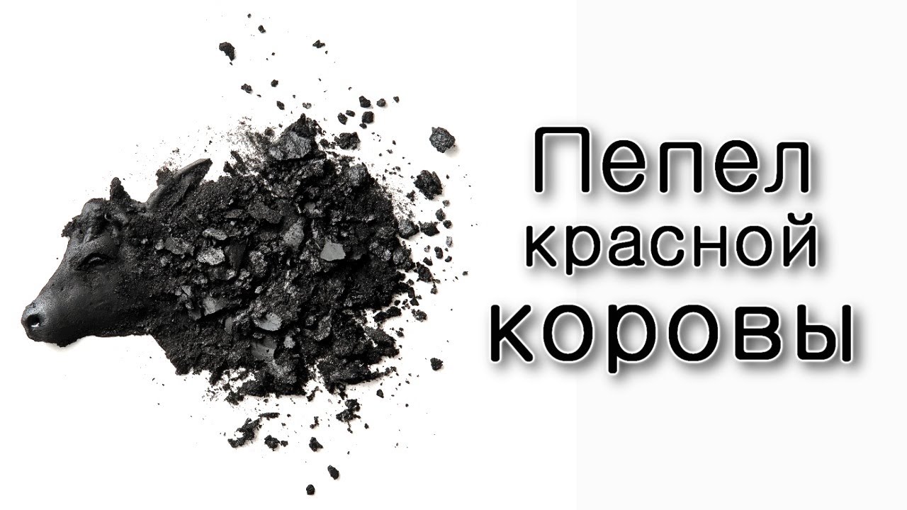 Откуда у Аризаля пепел красной коровы?!